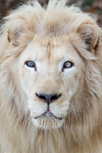 Wide Eyed White Lion
